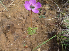 Drosera pauciflora