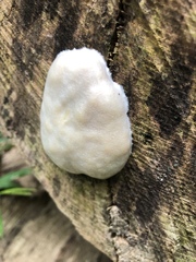Reticularia lycoperdon lycoperdon