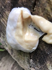 Reticularia lycoperdon lycoperdon