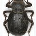 Trachyderma philistina - Photo (c) Pierrick Bloin, some rights reserved (CC BY-NC), uploaded by Pierrick Bloin