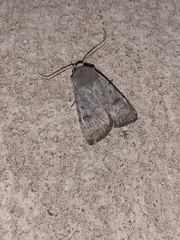 Caradrina kadenii