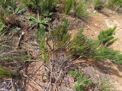 Nanobubon strictum