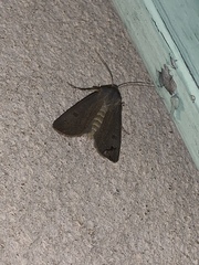 Agrotis trux