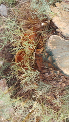 Inocutis tamaricis