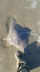 Mobula hypostoma