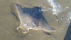 Mobula hypostoma