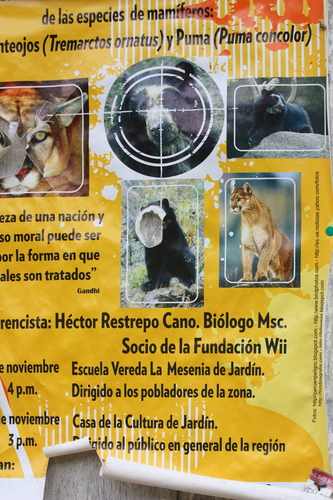Tremarctos ornatus
