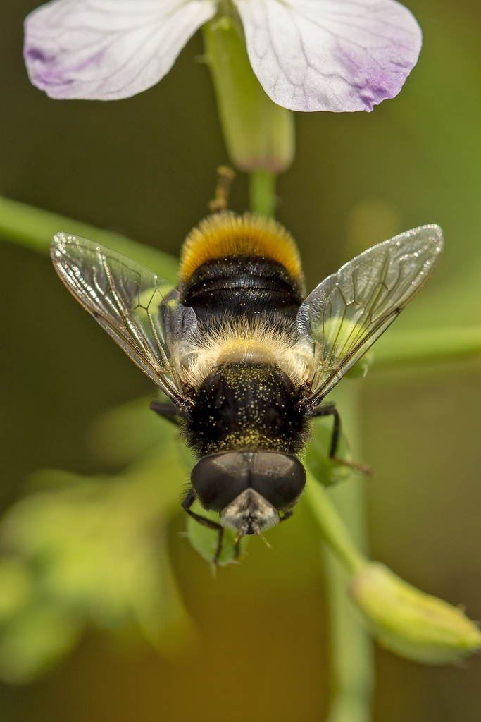 Eristalis oestracea