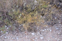 Thesium divaricatum