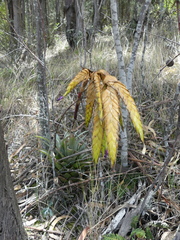 Tillandsia lajensis