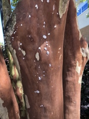 Eriococcus lagerstroemiae