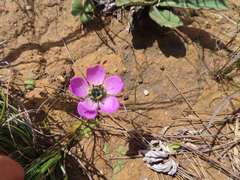 Drosera pauciflora