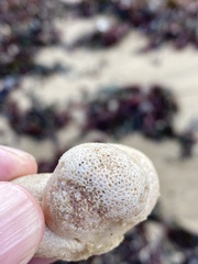 Aplidium stellatum