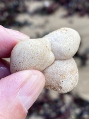 Aplidium stellatum