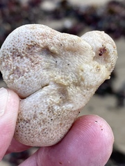 Aplidium stellatum