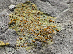 Xanthocarpia ochracea