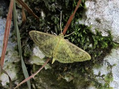 Patania ruralis