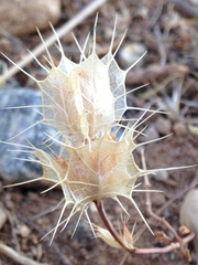 Acanthomintha obovata cordata