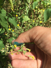 Erythranthe moschata