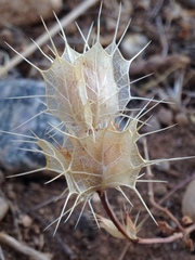 Acanthomintha obovata cordata