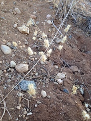 Acanthomintha obovata cordata