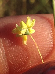 Eriogonum clavatum