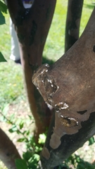 Eriococcus lagerstroemiae