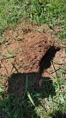 Solenopsis geminata