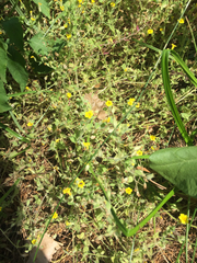 Erythranthe moschata