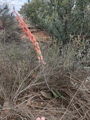 Gasteria brachyphylla