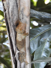 Uroplatus