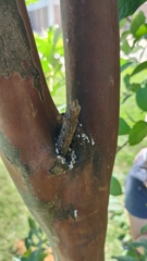 Eriococcus lagerstroemiae