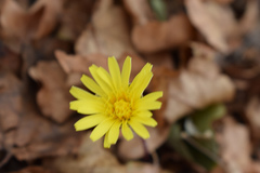 Taraxacum hybernum
