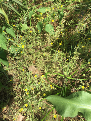 Erythranthe moschata