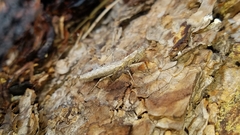 Litaneutria skinneri