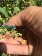 Erythranthe moschata