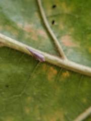 Omolicna
