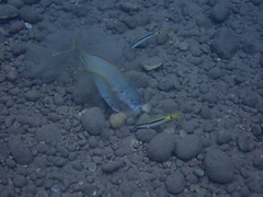 Pseudocaranx dentex