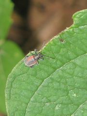 Neofidia humeralis