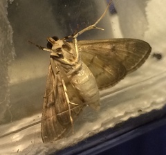 Psara obscuralis