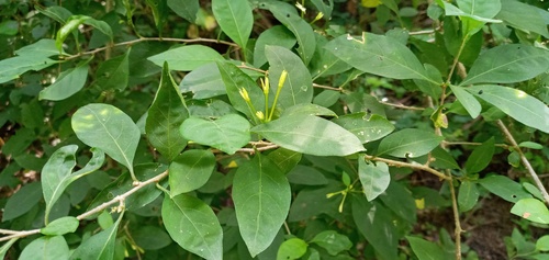 alternateleaf cestrum (Cestrum alternifolium)