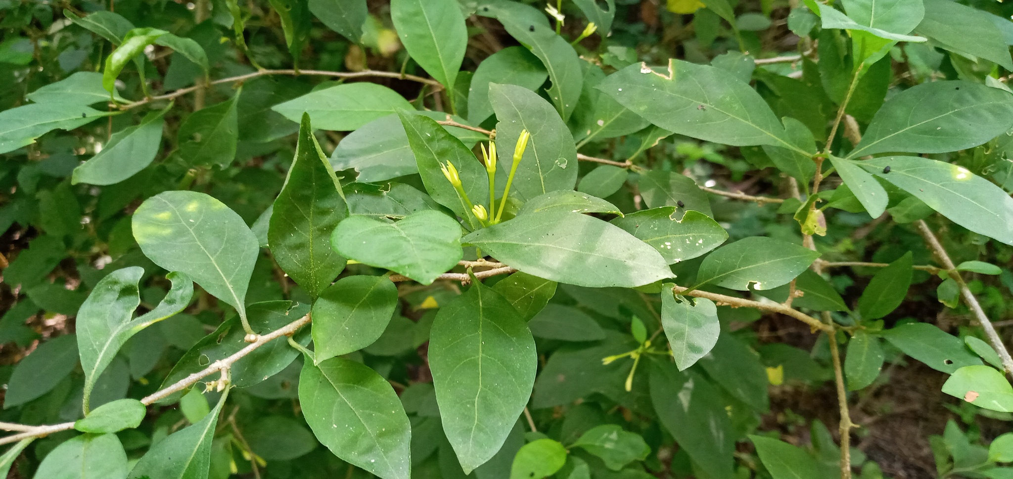 Cestrum alternifolium