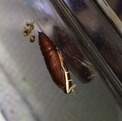 Psara obscuralis