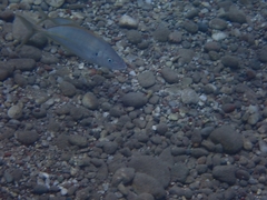 Pseudocaranx dentex