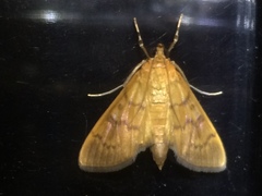 Psara obscuralis
