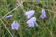 Campanula rotundifolia