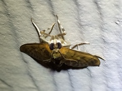 Psara obscuralis