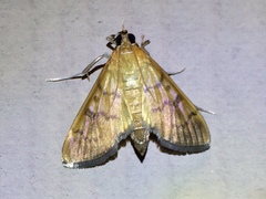 Psara obscuralis
