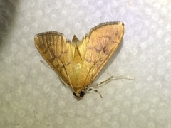 Psara obscuralis