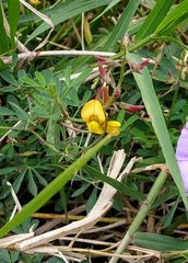 Crotalaria pumila